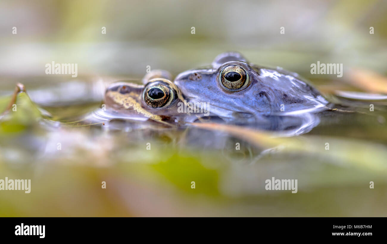 Moor frog (Rana arvalis) coppia amplexus in posizione di accoppiamento nella stagione riproduttiva sommerso sotto l'acqua Foto Stock