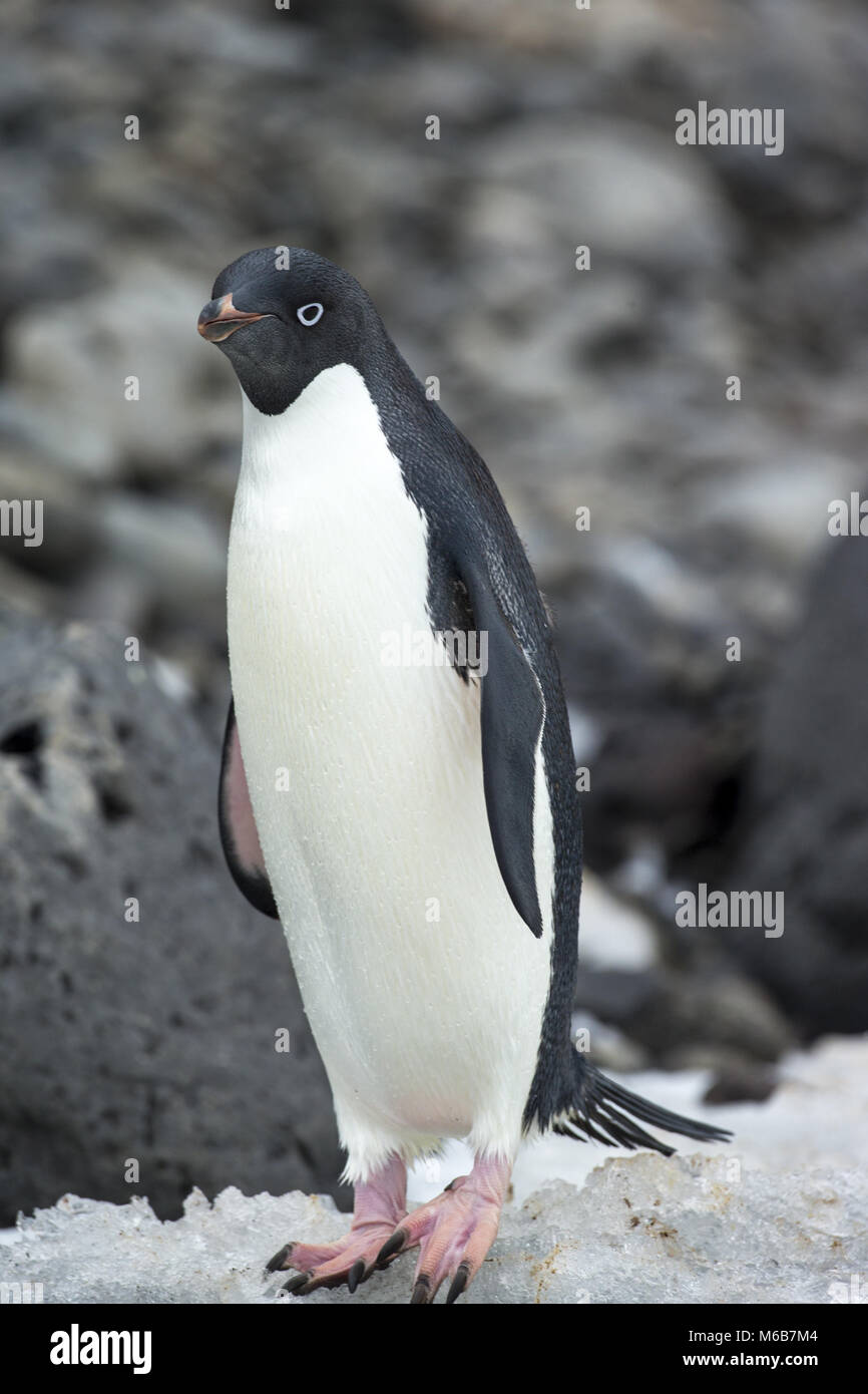 Adelie Penguin (Pygoscelis adeliae) su ghiaccio in Antartide Foto Stock
