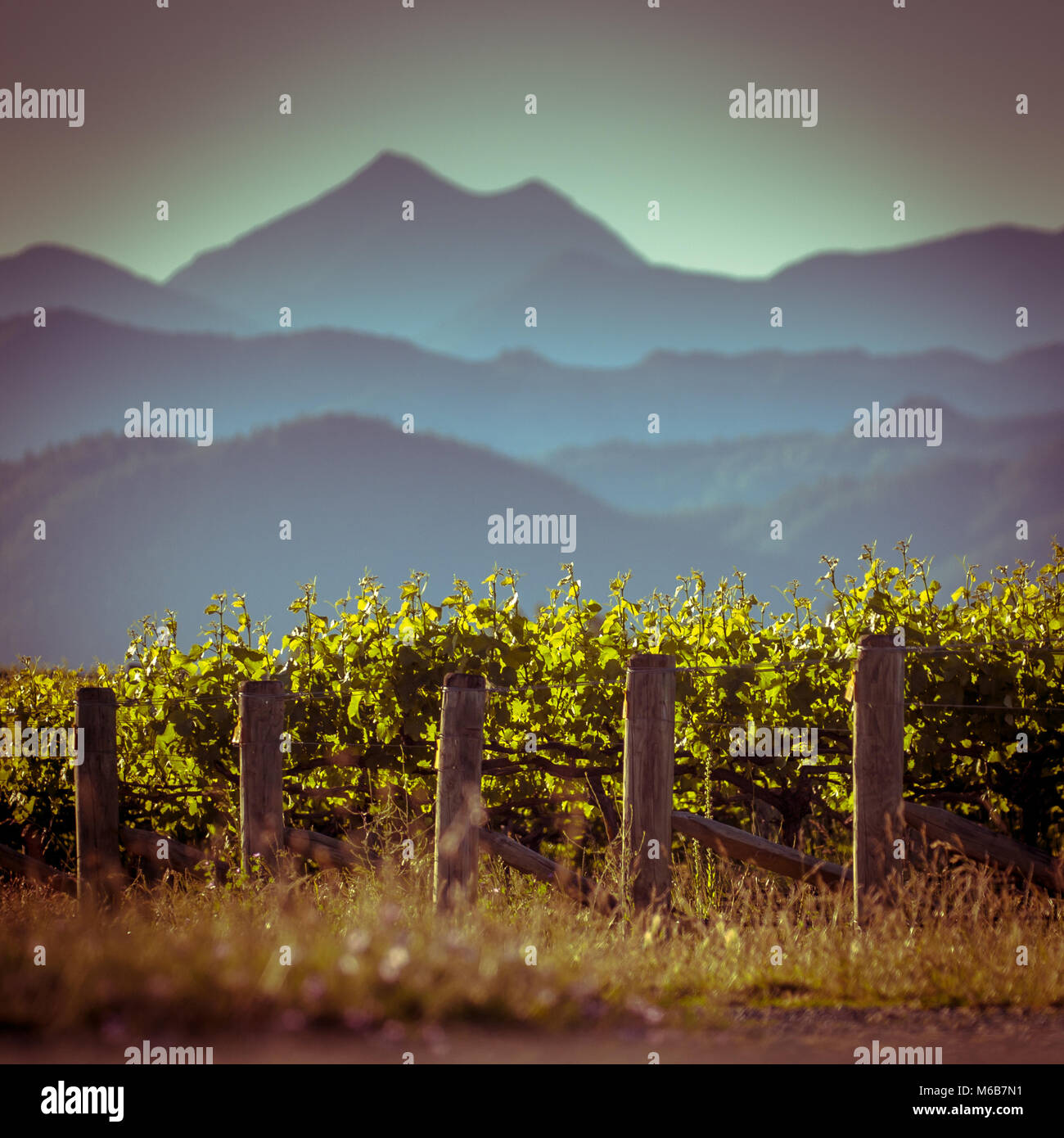 Vista del vigneto con Misty Mountains sullo sfondo al tramonto la regione di Marlborough Nuova Zelanda Foto Stock