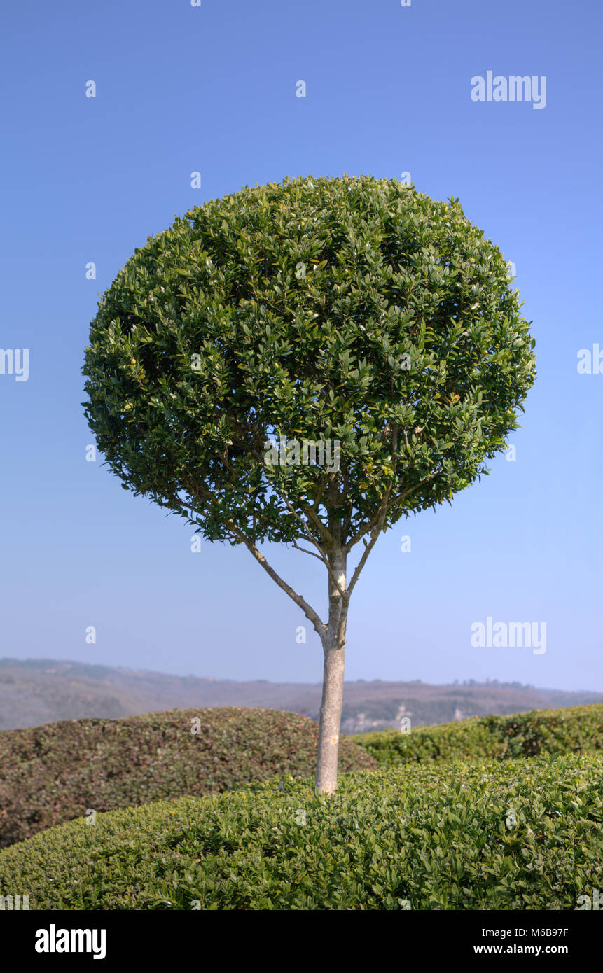 Bellissimo legno di bosso in un giardino paesaggistico Foto Stock