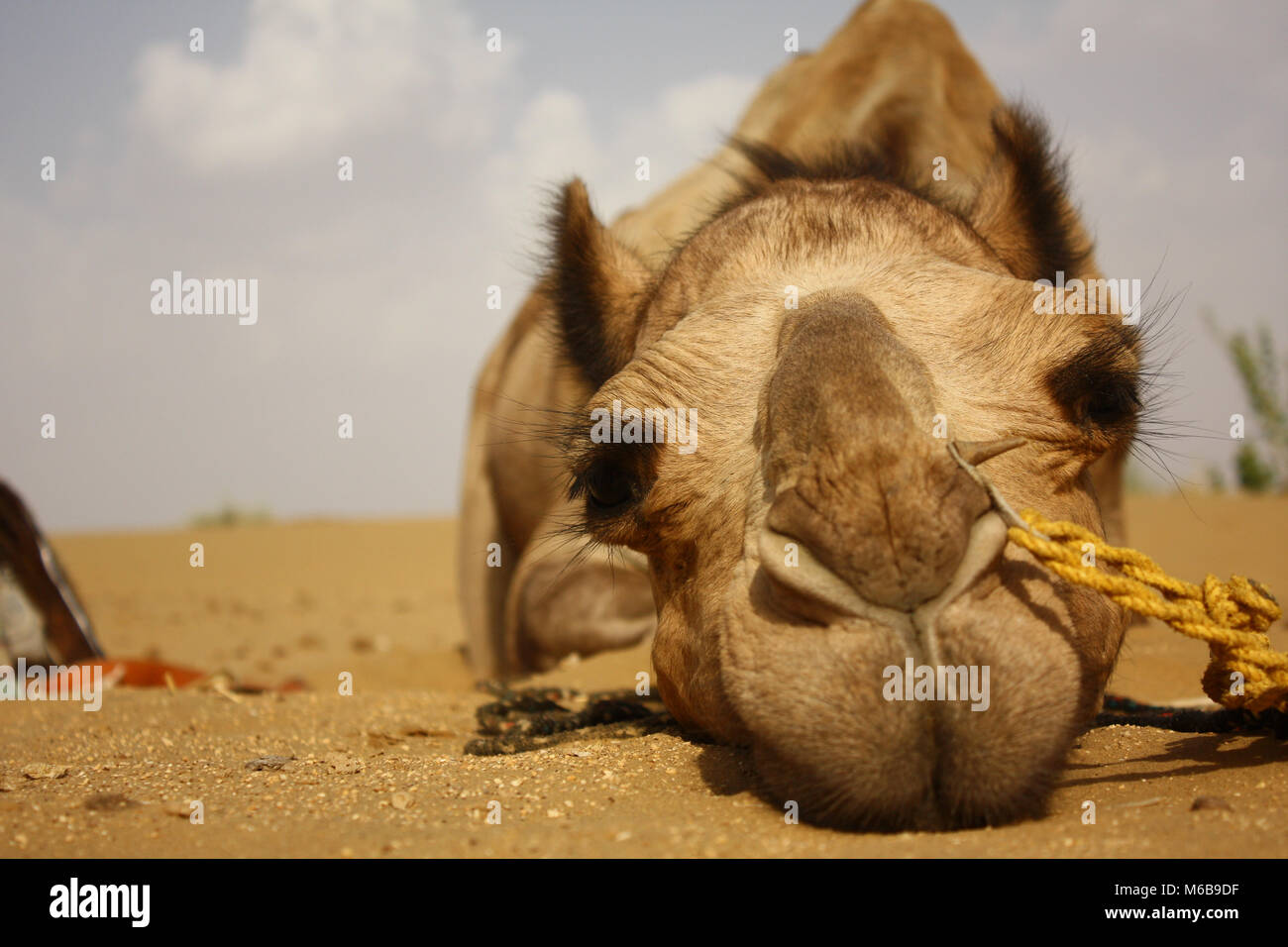 Un cammello stanco guarda nella telecamera mentre in appoggio sul suolo sabbioso, passeggiate a dorso di cammello nel deserto del Thar, Rajastan, India. Foto Stock