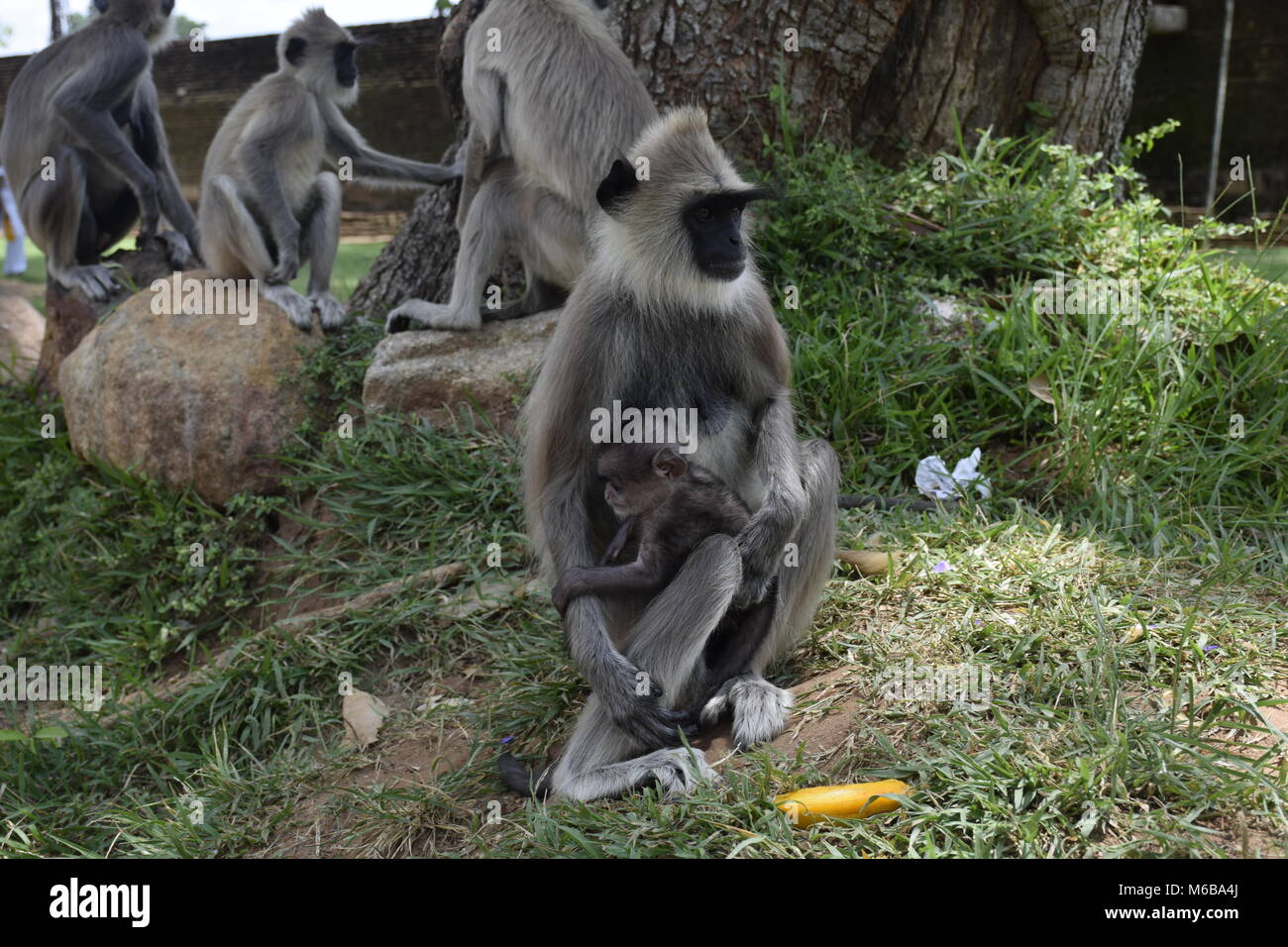 Le scimmie, Sri Lanka Foto Stock