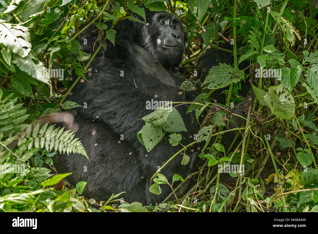 Gorilla di Montagna (Gorilla beringei beringei) è uno dei due sottospecie di gorilla orientale. Adulto Silverback circondato da mosche. Impenet Bwindi Foto Stock