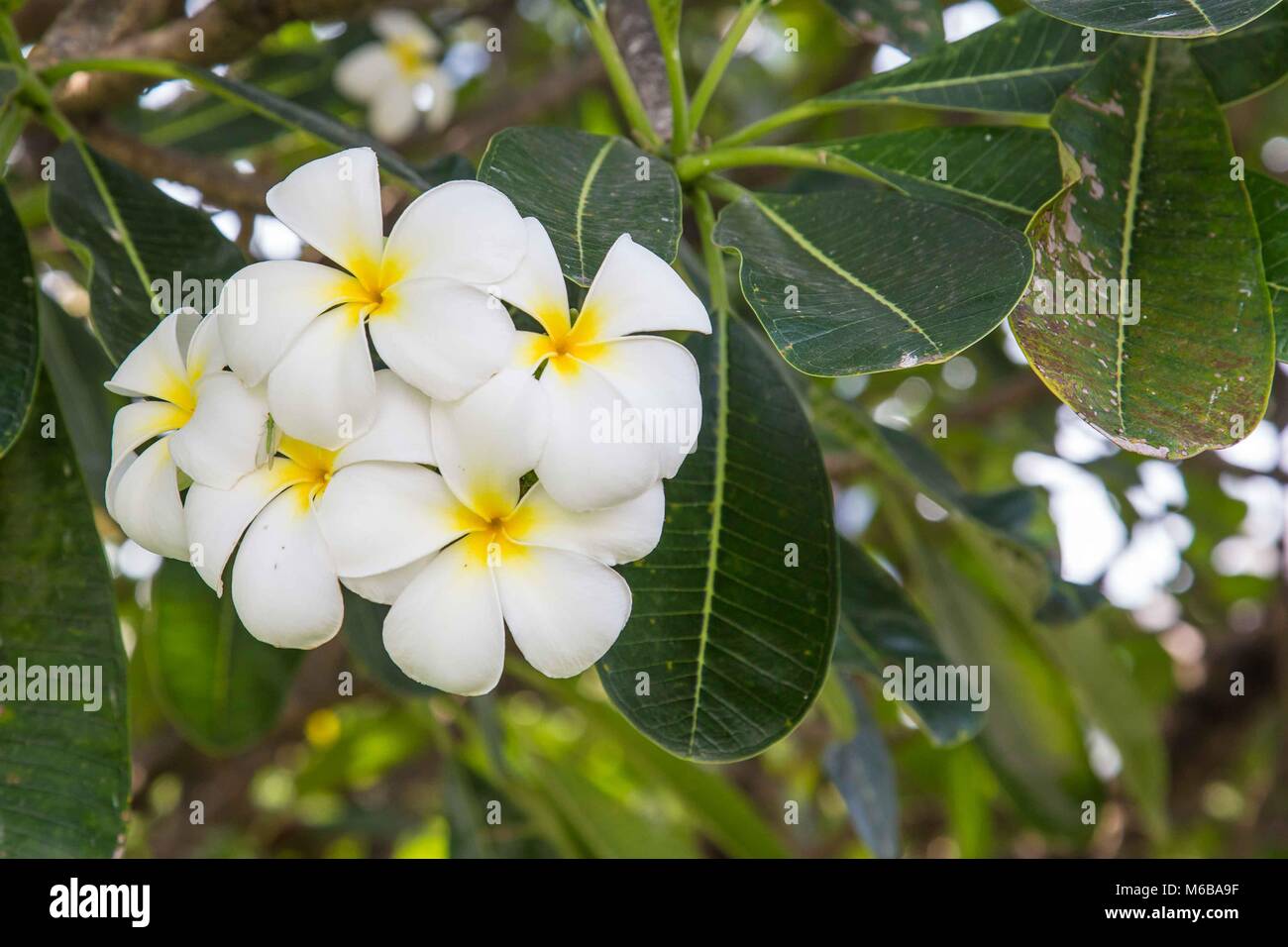 Bianco fiore di Plumeria Foto Stock