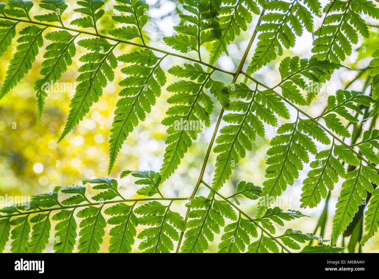 Foglia di felce pattern Foto Stock