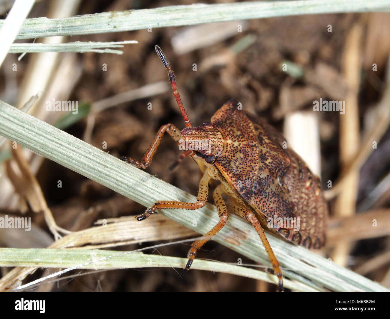 Il fetore bug (probabilmente una specie Euschistus nymph) close-up, Western WA, Stati Uniti d'America Foto Stock