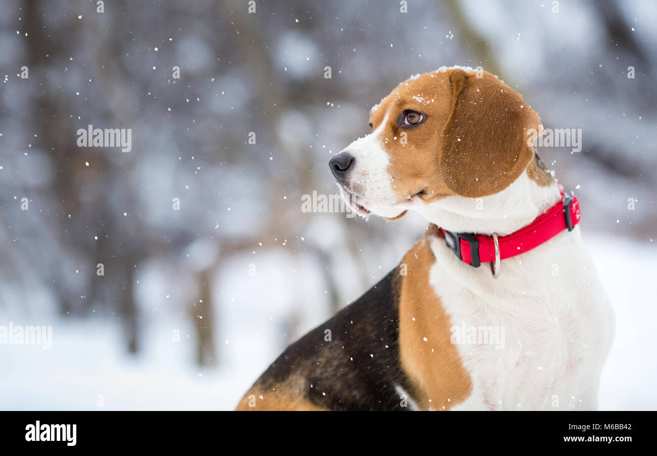 Cane Beagle inverno sfondo portrit Foto Stock
