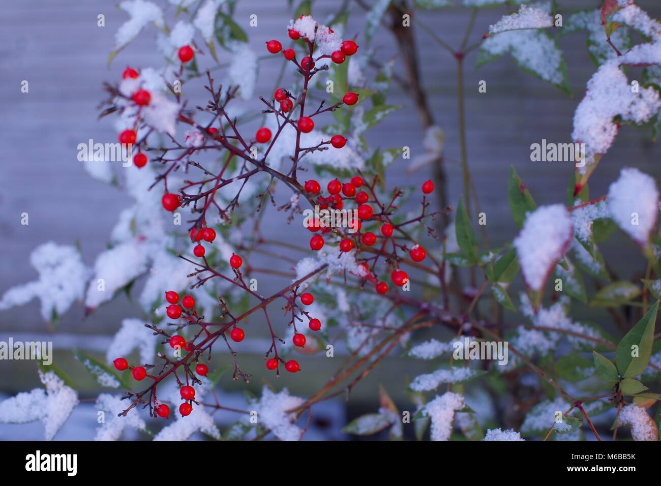 Bambù celeste (Nandina domestico) con una copertura di neve sulle sue foglie Foto Stock