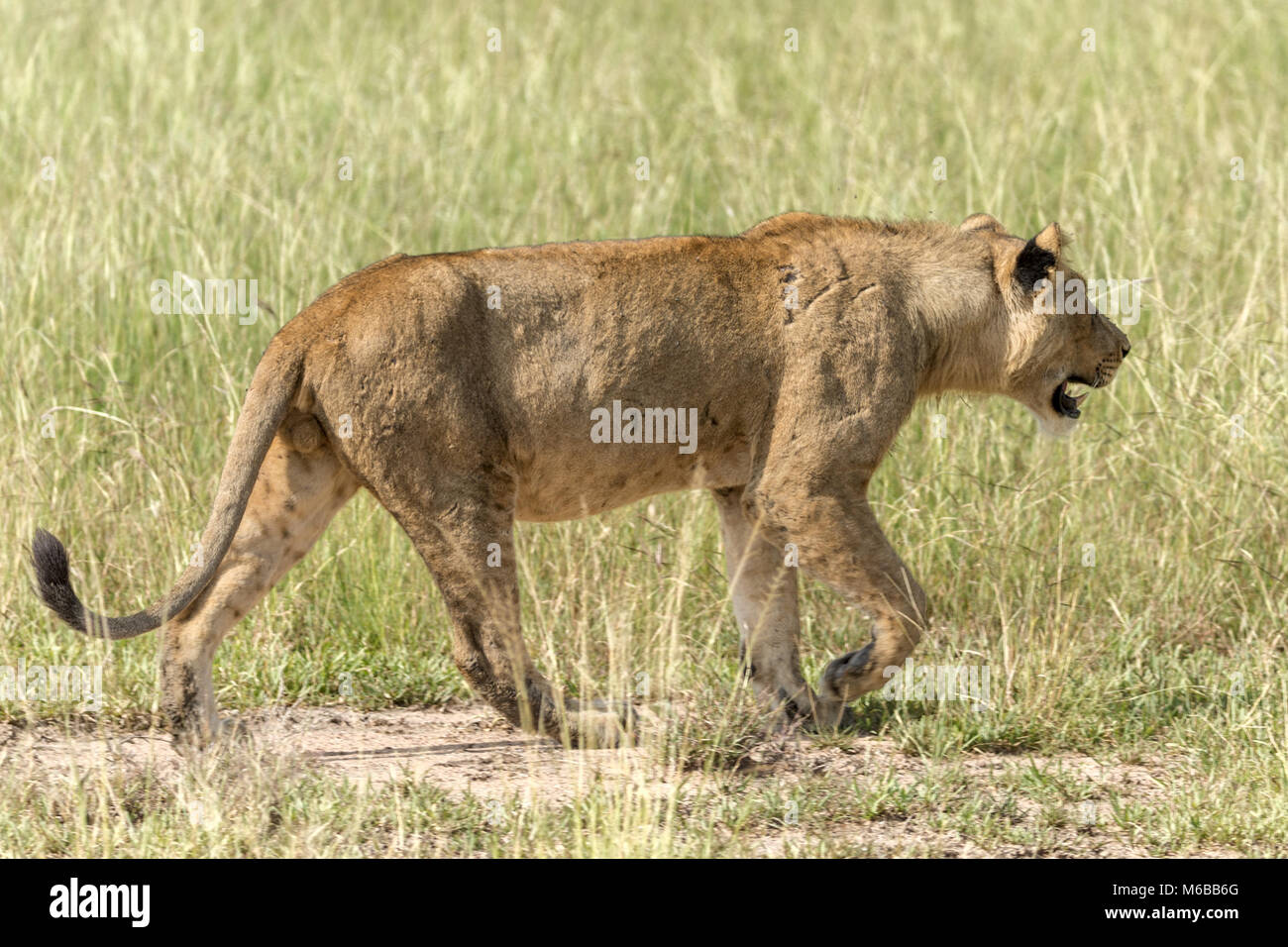 Immaturo Lion post-prandiale, Queen Elizabeth National Park, Uganda, Africa Foto Stock
