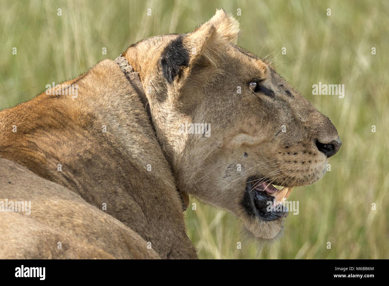 Leonessa post-prandiale con collari di tracking, Queen Elizabeth National Park, Uganda, Africa Foto Stock