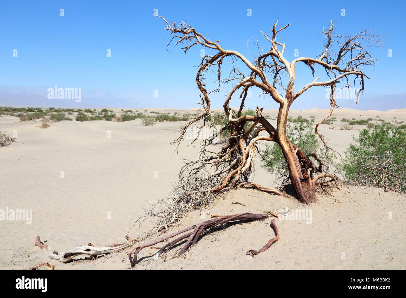 Deserto Mojave in California, Stati Uniti. Parco Nazionale della Valle della Morte (Contea di Inyo) - deserto sabbioso con albero morto. Foto Stock