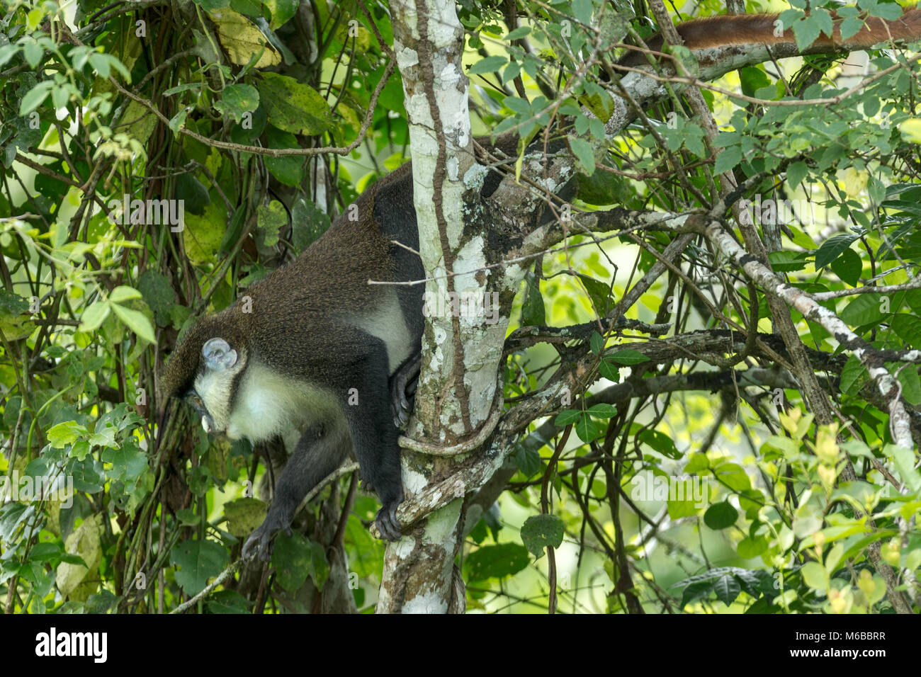 Red-tailed monkey, aka black-cheeked bianco-scimmia dal naso rosso-tailed guenon, redtail scimmia, o Schmidt's (guenon Cercopithecus ascanius) Queen Elizabe Foto Stock
