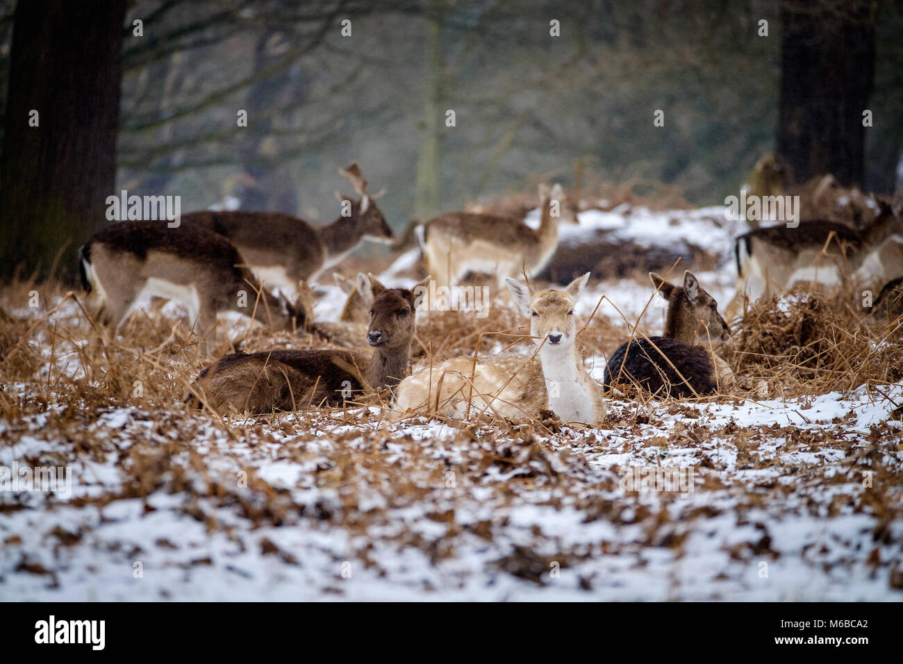 Daino nella neve Foto Stock