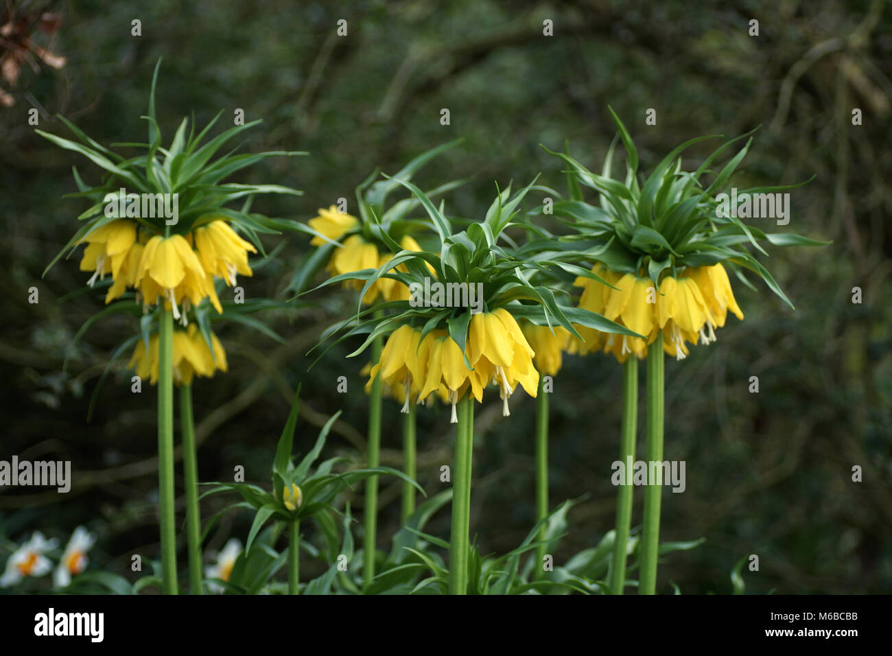 I fiori gialli di Fritillaria imperialis 'Lutea' Foto Stock