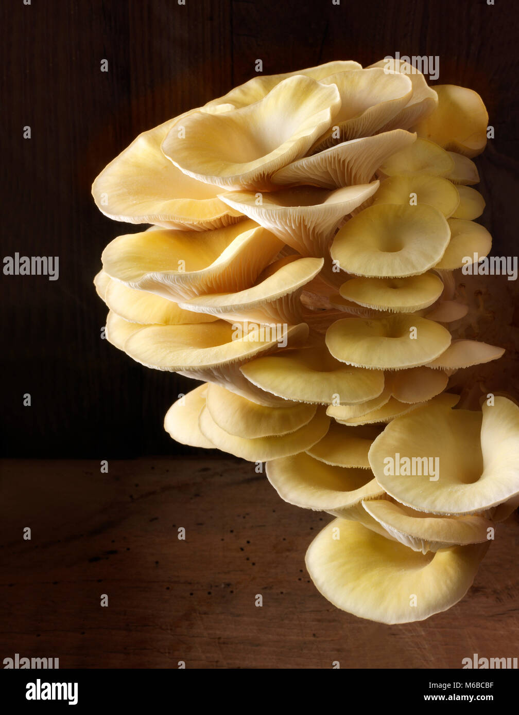 Raccolti freschi prodotti commestibili di colore giallo o golden oyster (funghi pleurotus citrinopileatus) in una scatola di crescere Foto Stock