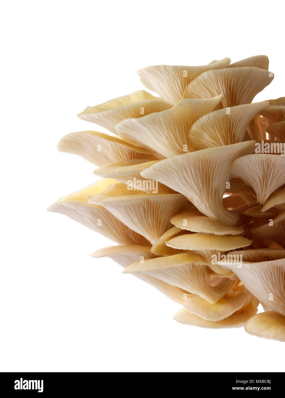 Raccolti freschi prodotti commestibili di colore giallo o golden oyster (funghi pleurotus citrinopileatus) in una scatola di crescere contro uno sfondo bianco Foto Stock