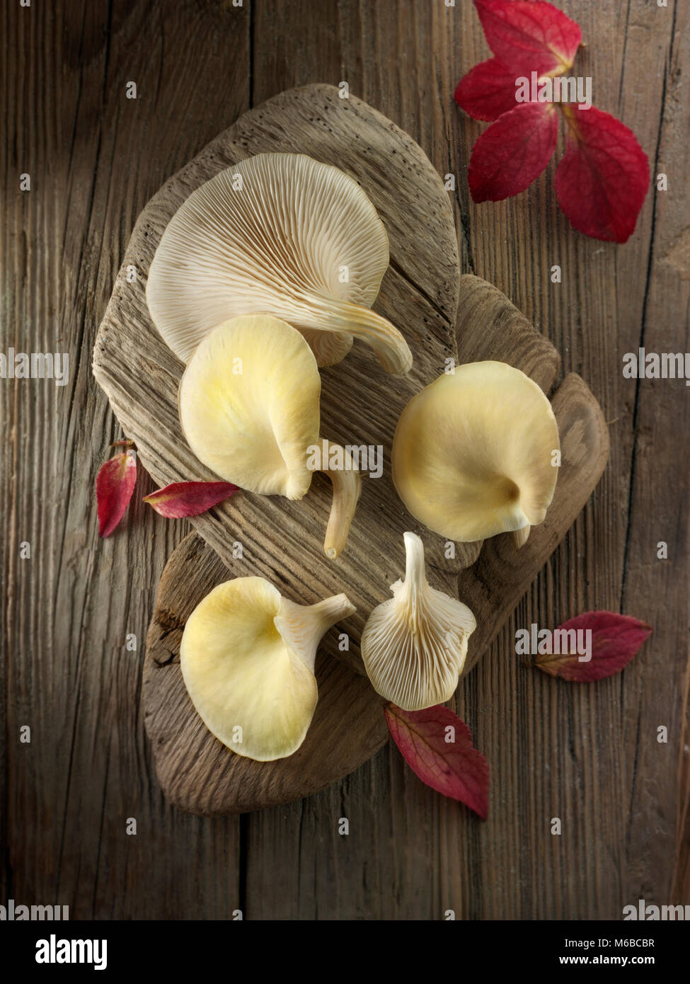 Raccolti freschi prodotti commestibili di colore giallo o golden oyster (funghi pleurotus citrinopileatus) Foto Stock