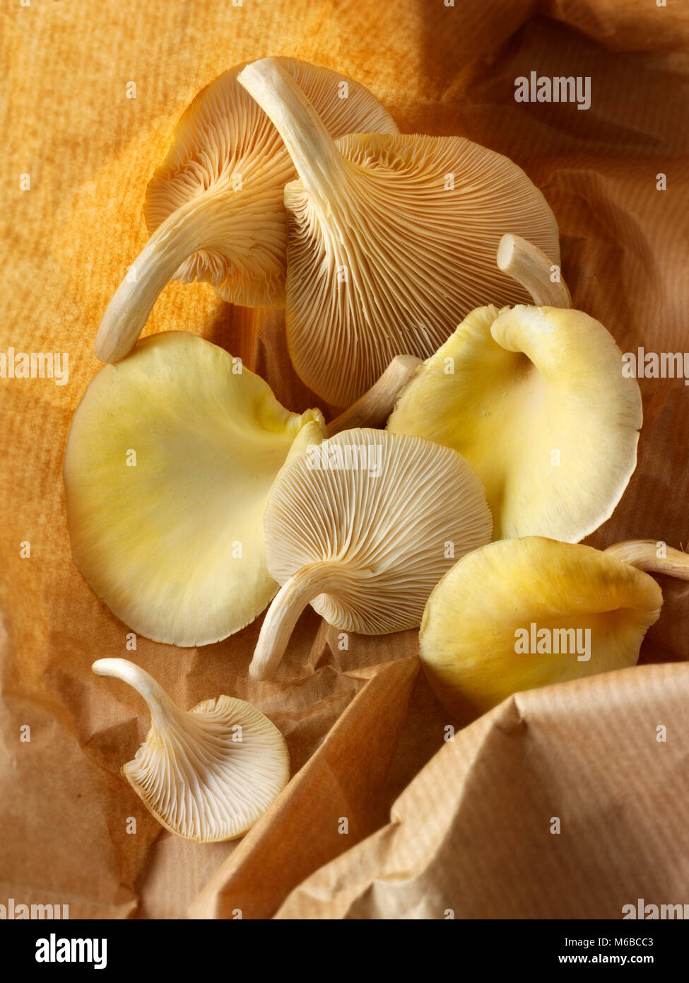 Raccolti freschi prodotti commestibili di colore giallo o golden oyster (funghi pleurotus citrinopileatus) Foto Stock
