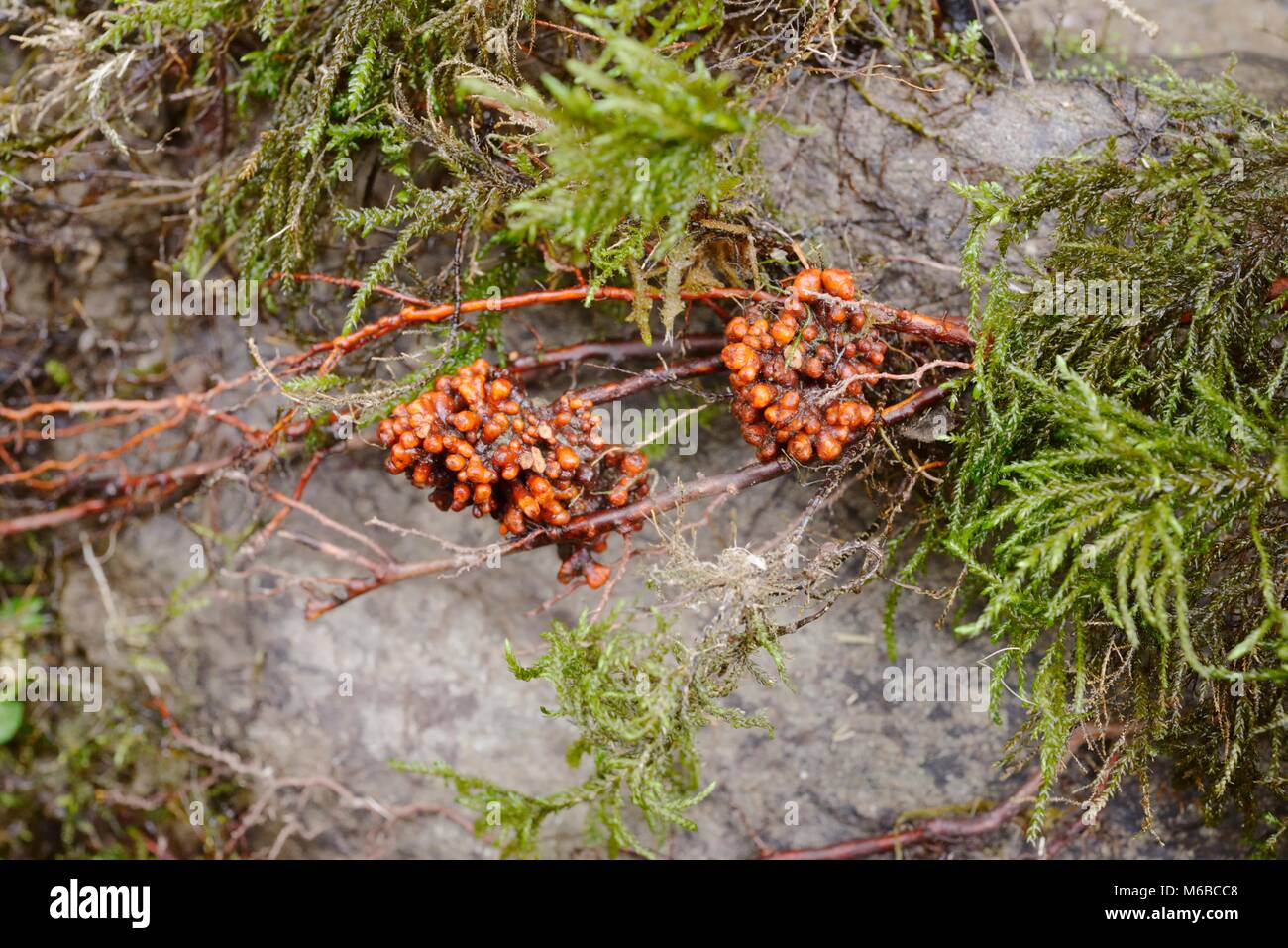 Alnus glutinosa, ontano noduli root contenente azoto simbiotico che fissa i batteri, Wales, Regno Unito. Foto Stock