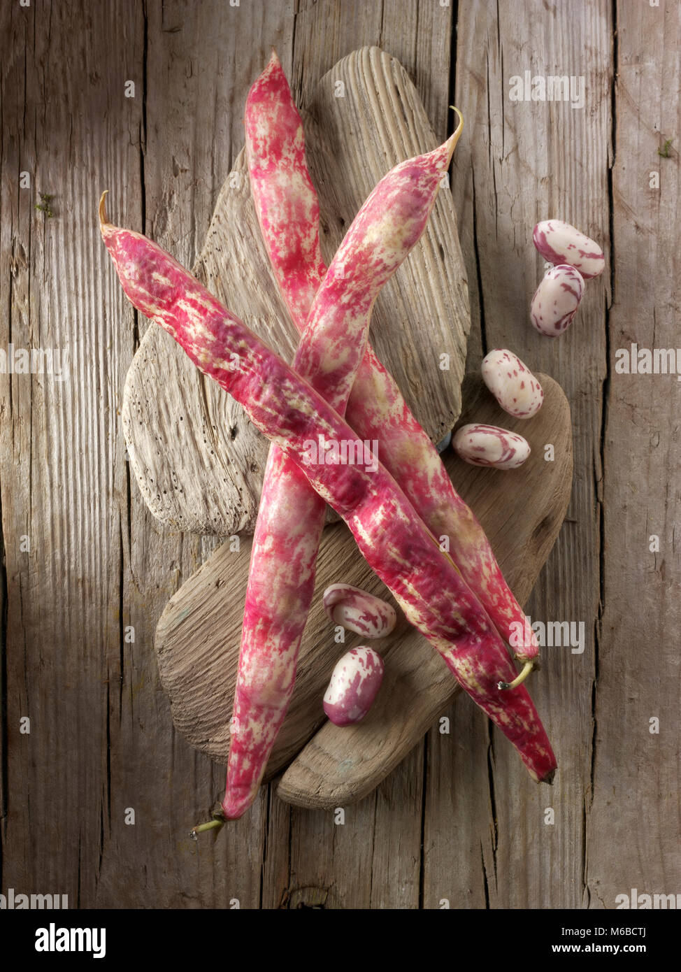 Raccolti freschi fagioli borlotti noto anche come cranberry bean o bean Romano Foto Stock