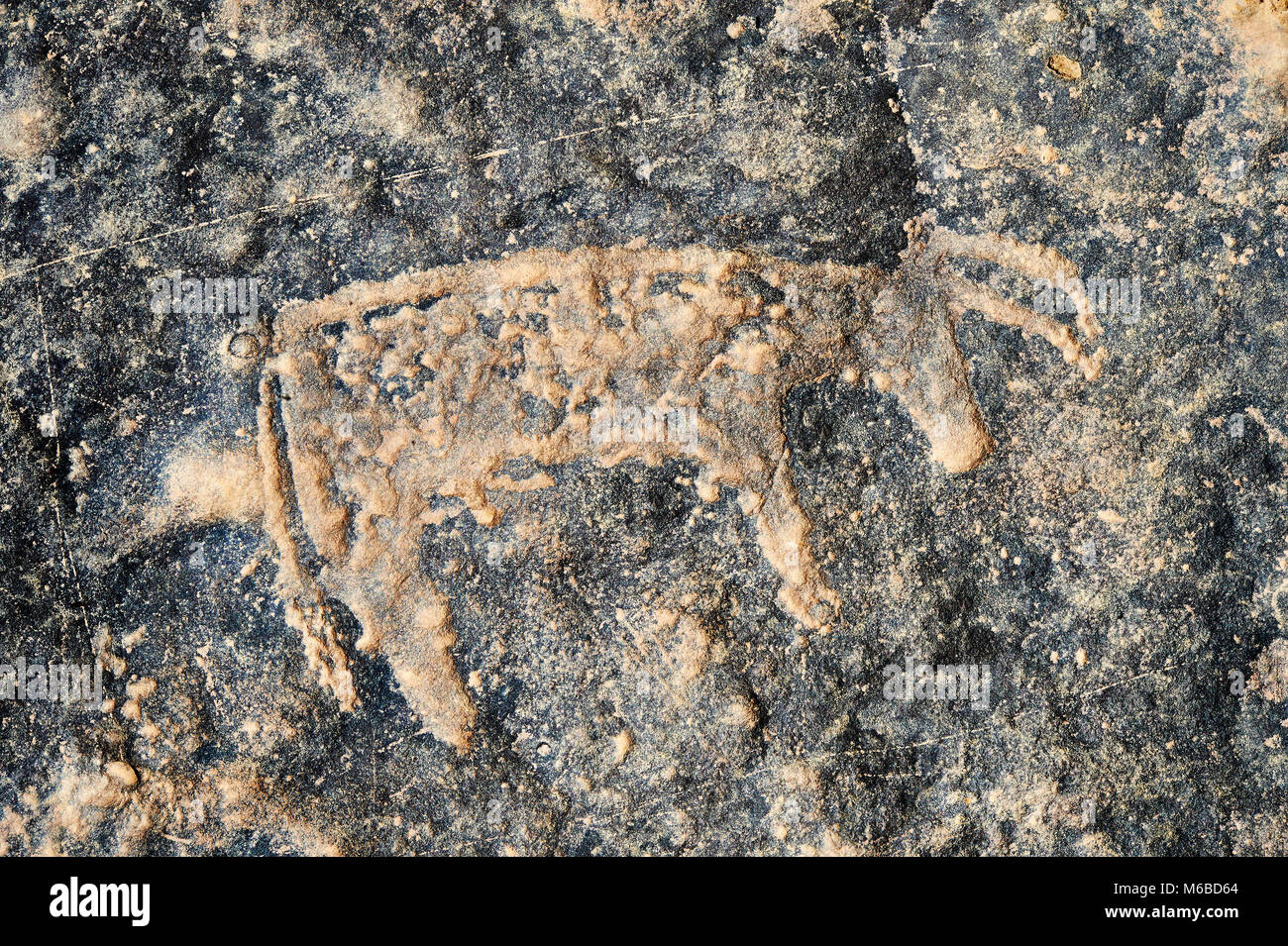 Preistorici petroglyph sahariana rock sculture artistiche di capi di bestiame da un sito 20km ad est di Taouz, Sud Marocco orientale Foto Stock