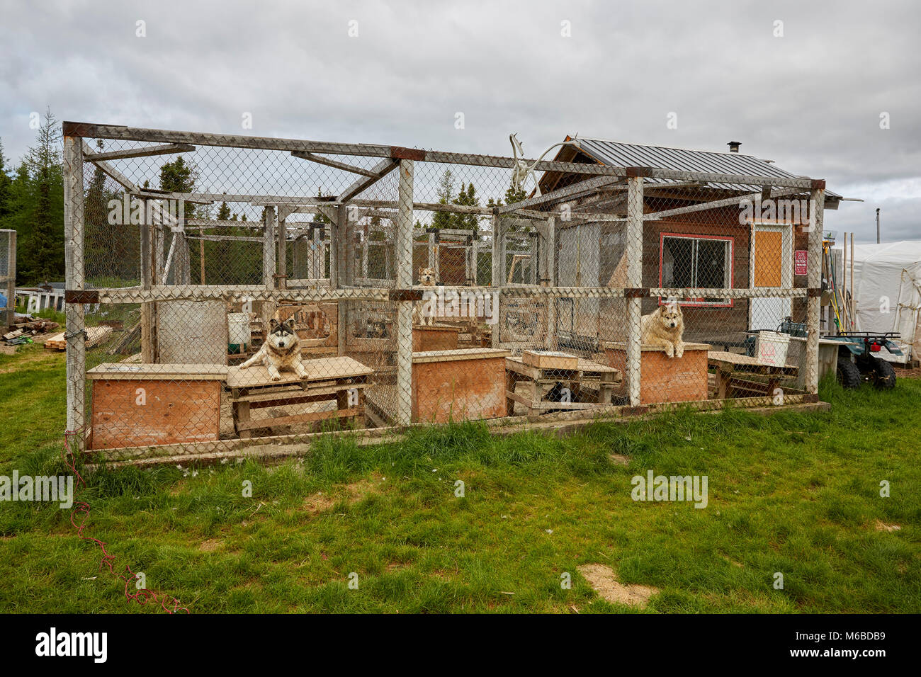 Alaskan Malamute cani in gabbia, Fermont, Quebec, Canada Foto Stock