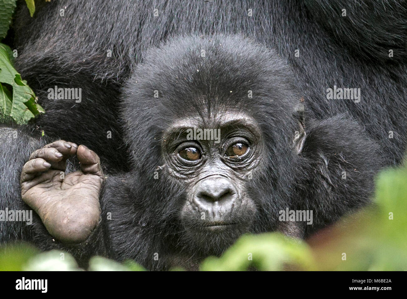 Infant gorilla di montagna (Gorilla beringei beringei) è uno dei due sottospecie di gorilla orientale. Foresta impenetrabile di Bwindi, Uganda, Africa Foto Stock