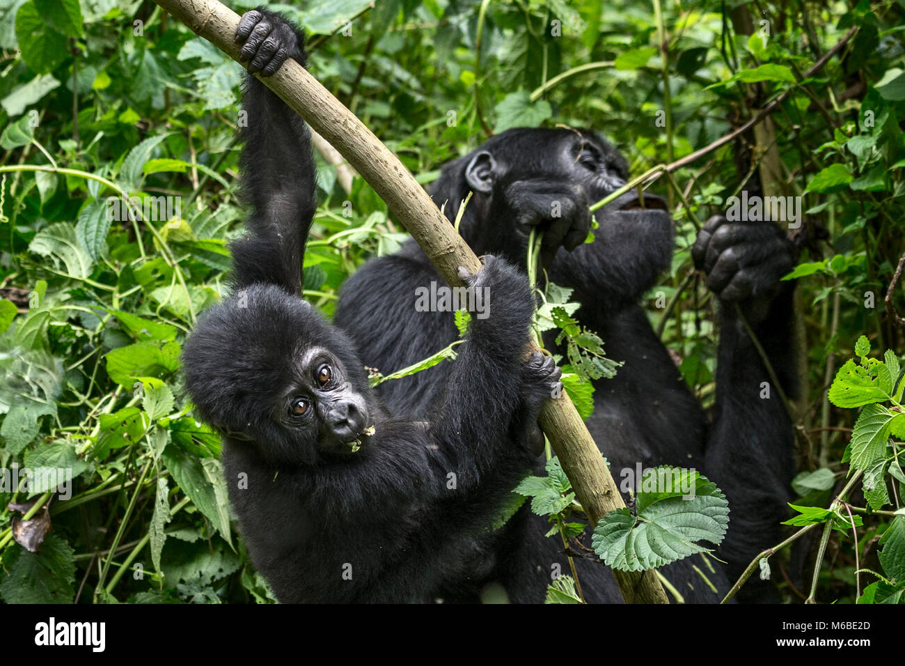 Madre (mangiare) e infantili gorilla di montagna (Gorilla beringei beringei) è 1 delle 2 sottospecie di gorilla orientale. Foresta impenetrabile di Bwindi Foto Stock