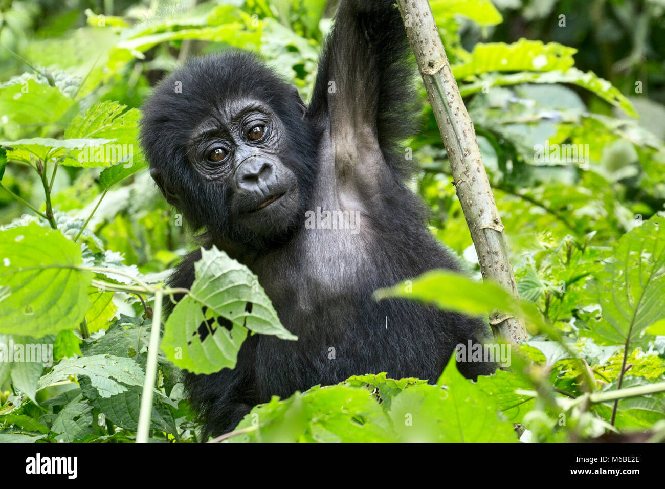 Gorilla di Montagna (Gorilla beringei beringei) è 1delle due sottospecie di gorilla orientale. Ragazzo giocando. Foresta impenetrabile di Bwindi, Uganda Foto Stock