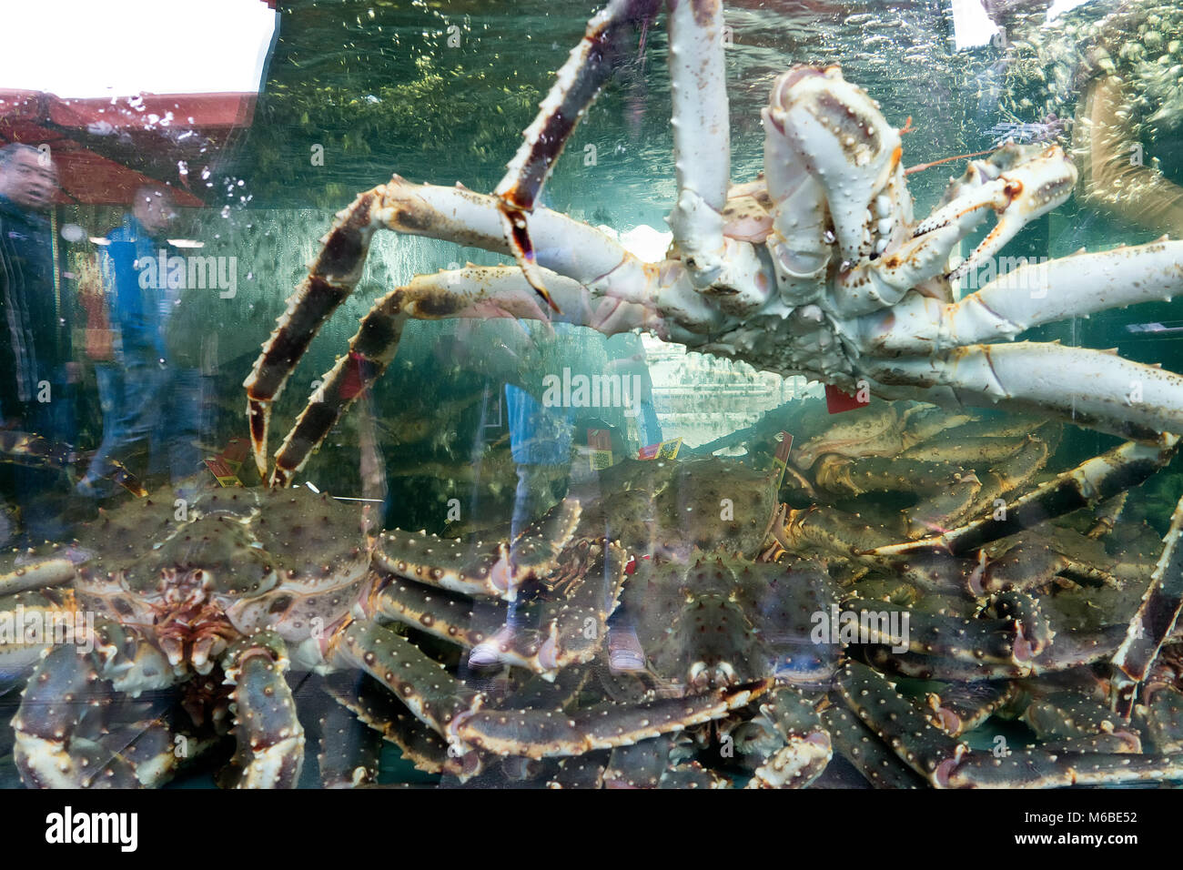 Salva anteprima Download Granchio reale grande acquario in acquario con acqua. silhouette Foto Stock