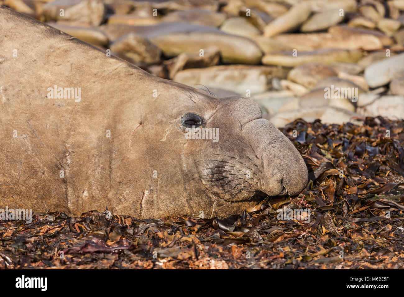 Close up dei maschi di guarnizione di elefante, su una spiaggia nelle isole Falkland Foto Stock