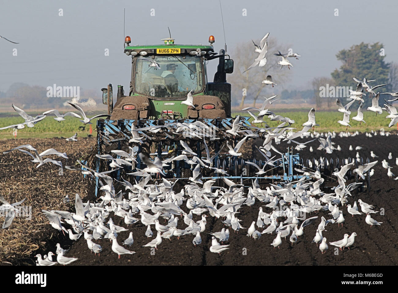 John Deere 8RT aratura del trattore seguito da gabbiani Foto Stock