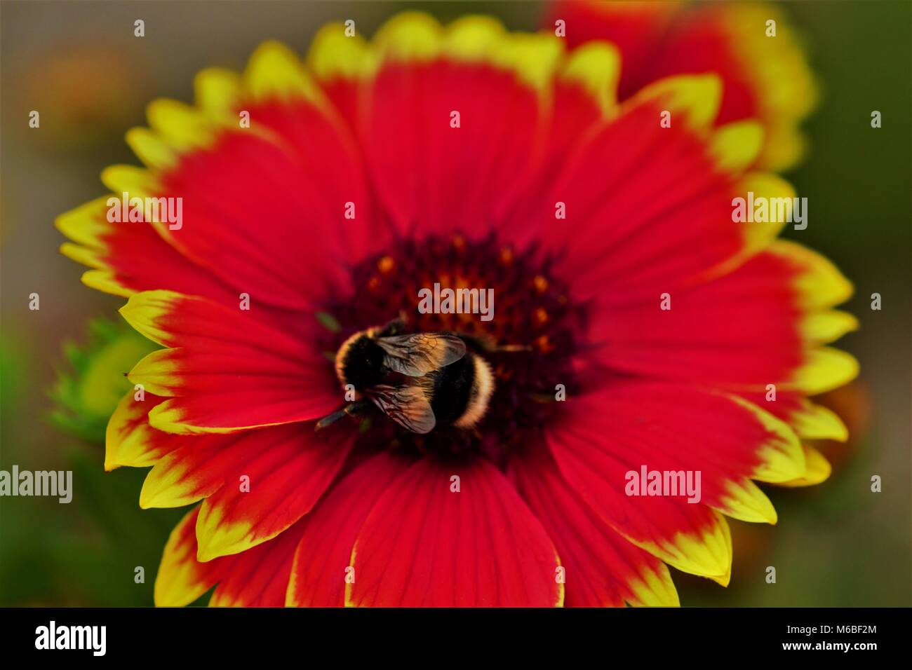Fiore con dettagli con un grande essere con piccoli dettagli Foto Stock