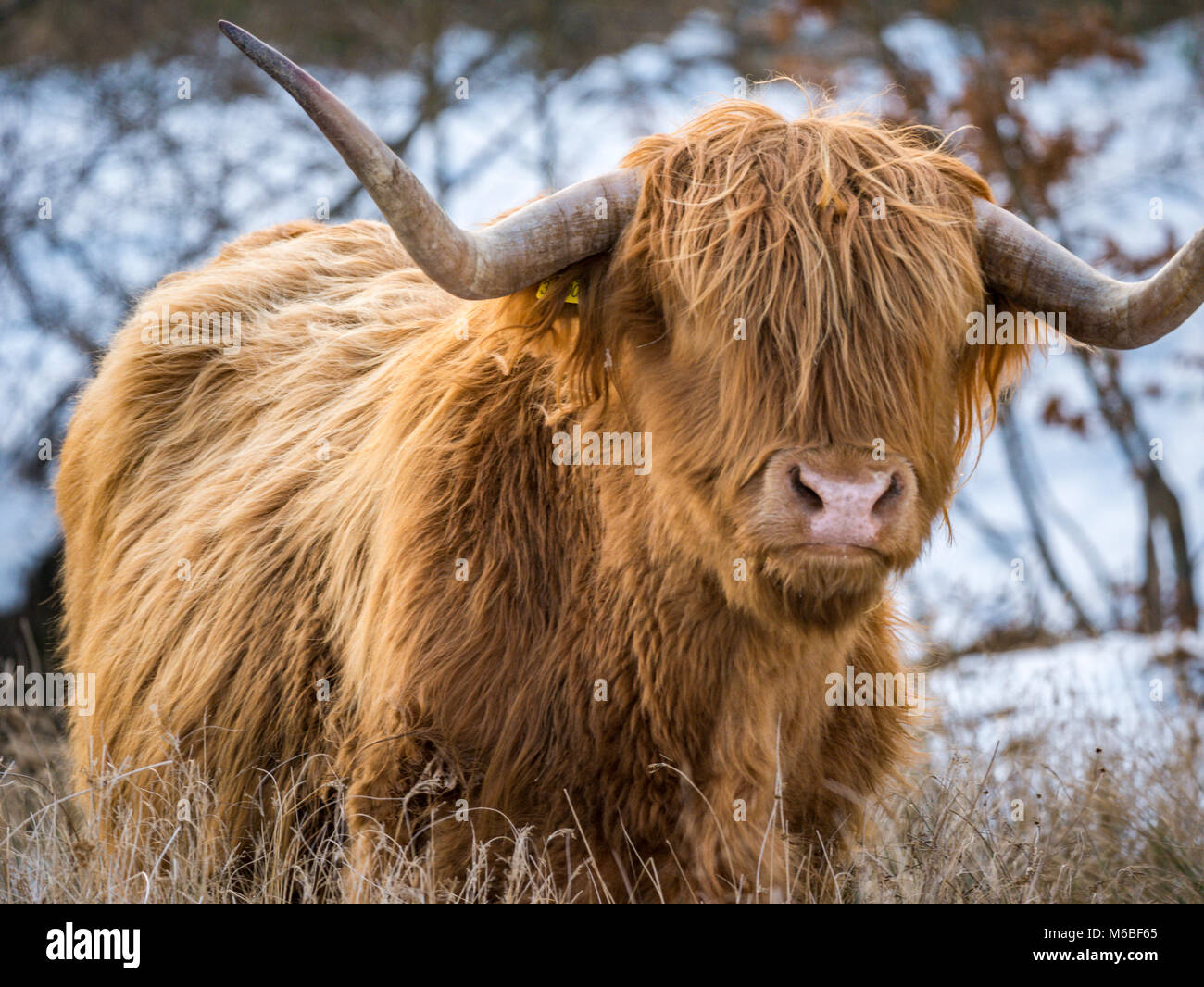 Highland mucche nella neve dopo la 'bestia da est' tempesta del 2018, a Hothfield common, Kent, Regno Unito Foto Stock