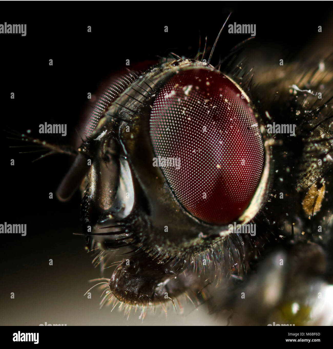 Fly-close up Foto Stock