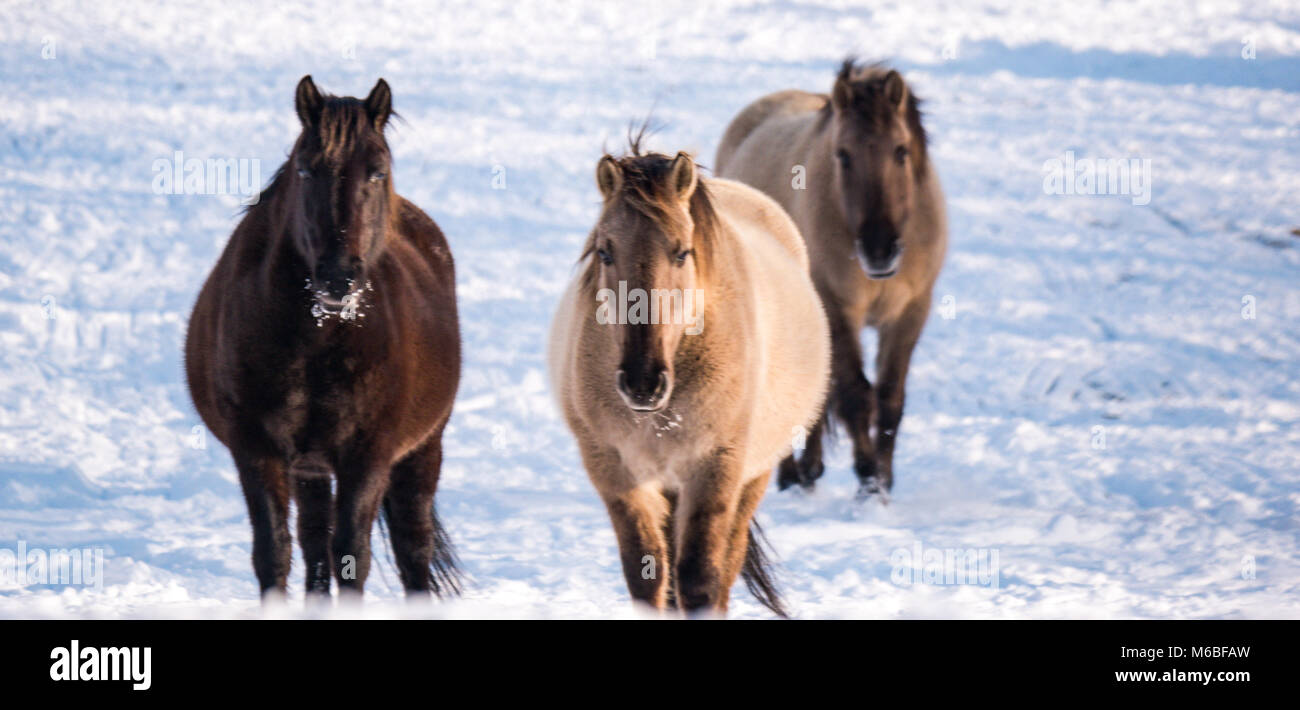 Konik pony nella neve, dopo la 'bestia da est' tempesta di neve nel 2018 Foto Stock