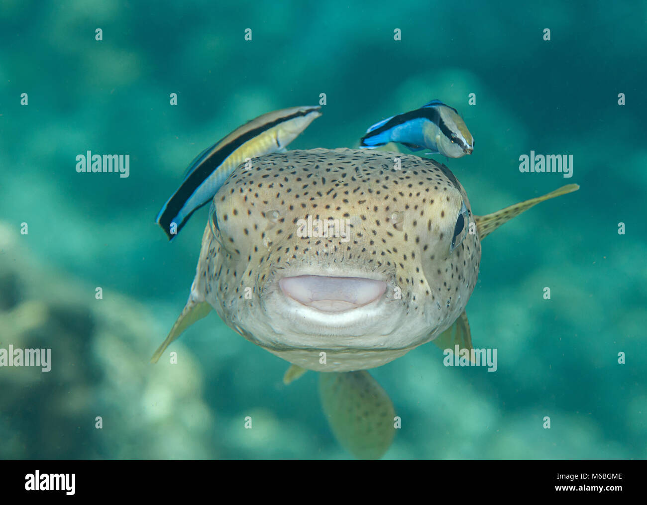 Porcupine pufferfish (diodon hystrix) essendo pulito dal pesce pulitore (labroides dimidiatus) presso la stazione di pulizia , Bali, Indonesia Foto Stock