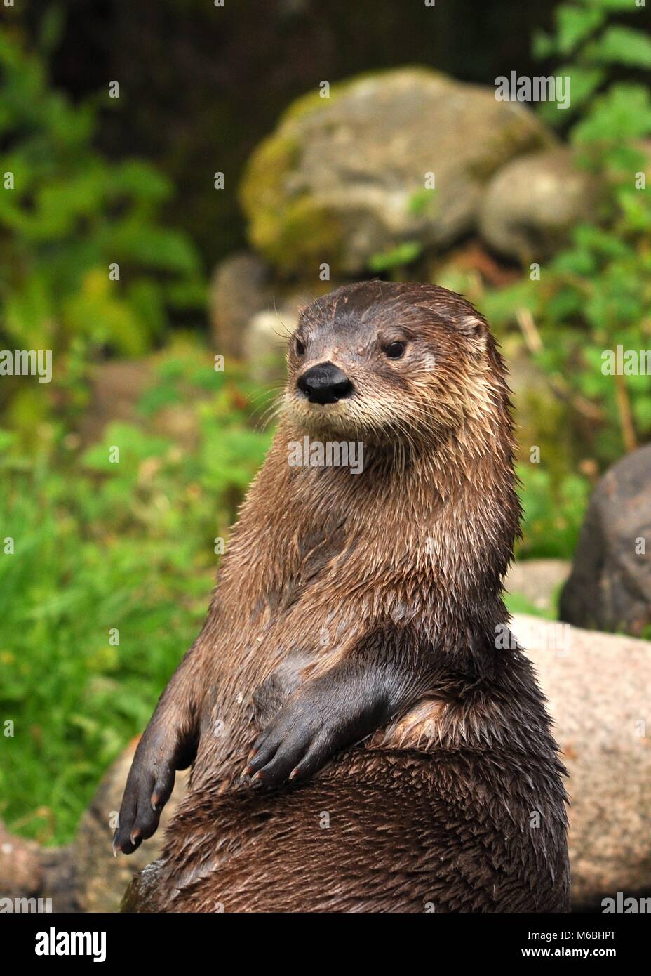 Primo piano la simpatica Otter eurasiatica (Lutra lutra) che si trova sulla cima di rocce guardando a lato della fotocamera. Highland Wildlife Park, Scozia Foto Stock