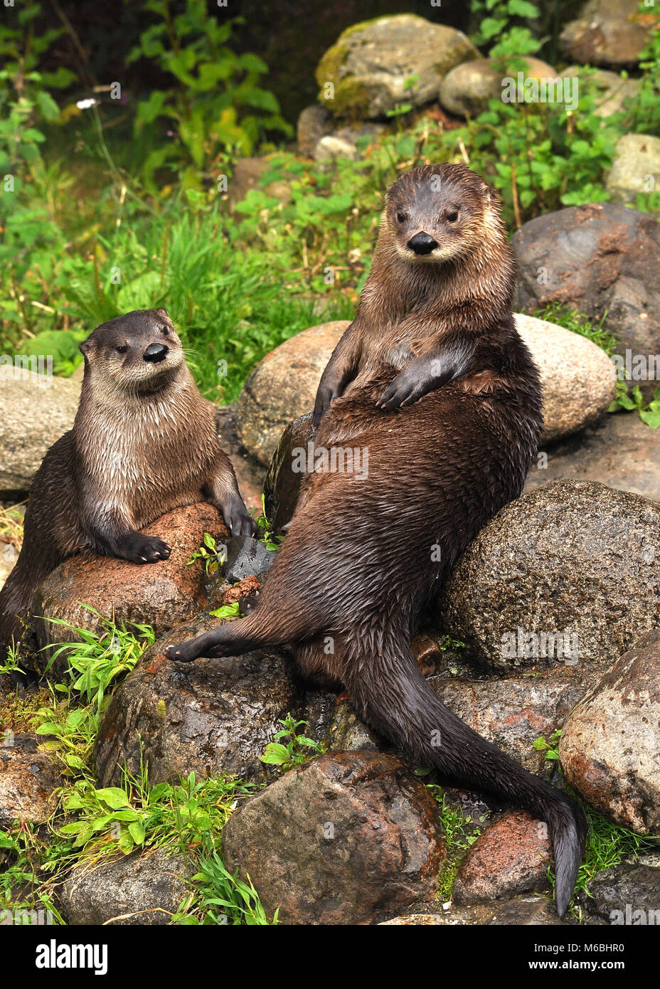 Carino primo piano coppia di lontre Eurasiani (Lutra lutra) seduti in cima alle rocce. Highland Wildlife Park, Scozia Foto Stock