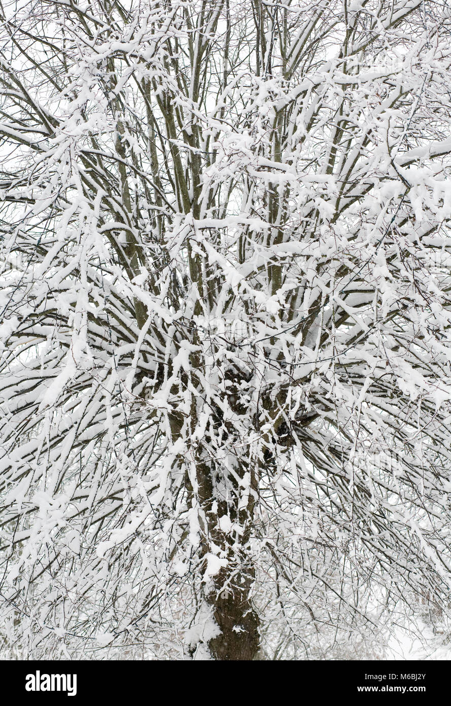 Coperta di neve rami. Foto Stock