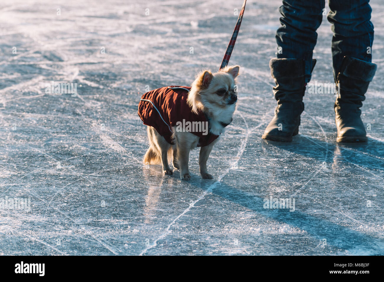 Poco carino chihuahua in piedi sul ghiaccio su un laghetto congelato. Piedi del costitutore in background. Foto Stock