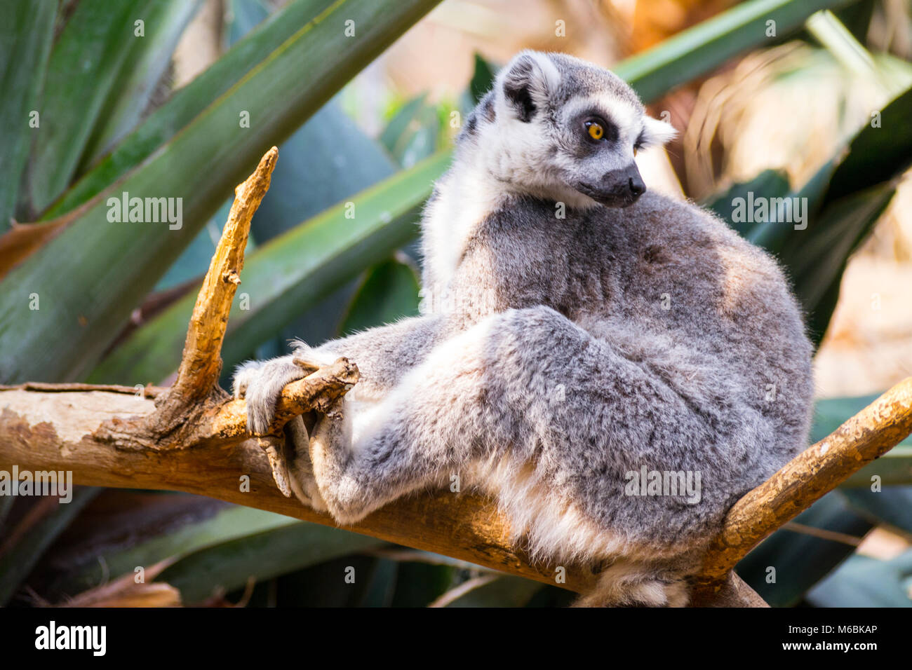 Anello-tailed lemuri sono uno dei più vocal primati Foto Stock