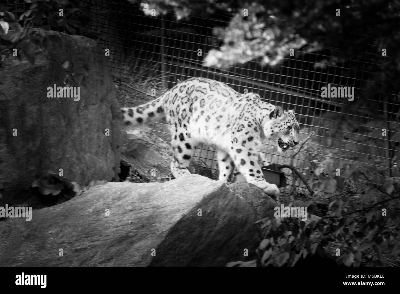 La snow leopard abita nelle zone alpine in Asia Foto Stock