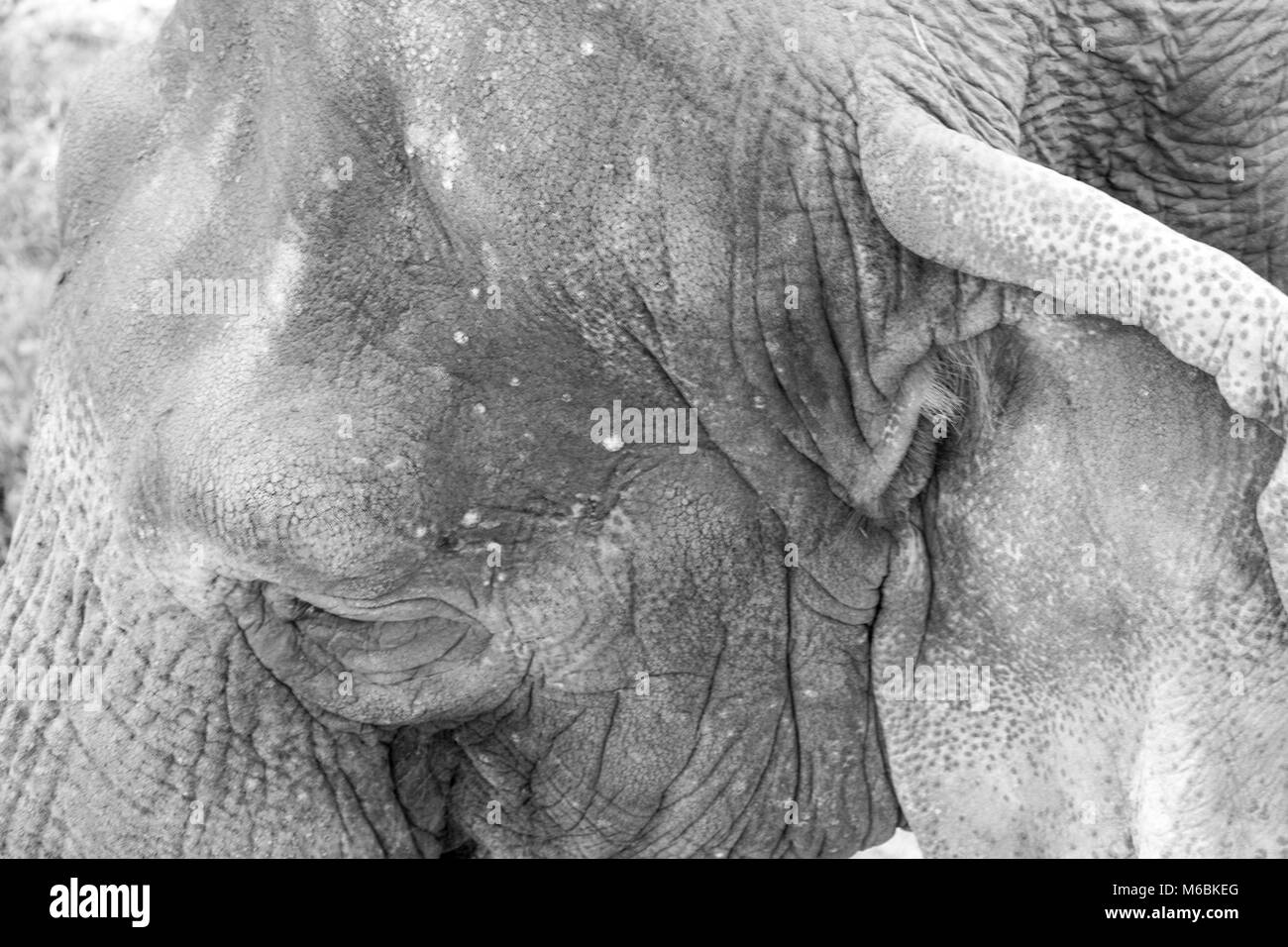 Elefanti asiatici sono stati considerati in via di estinzione dal 1986 Foto Stock