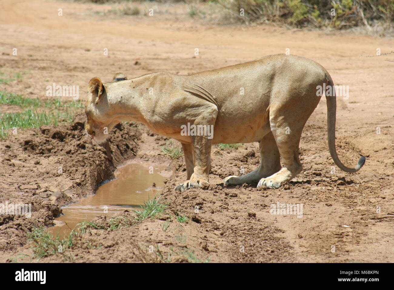 Lion maschio grande nel cuore della savana africana Masai Mara Kenya Foto Stock
