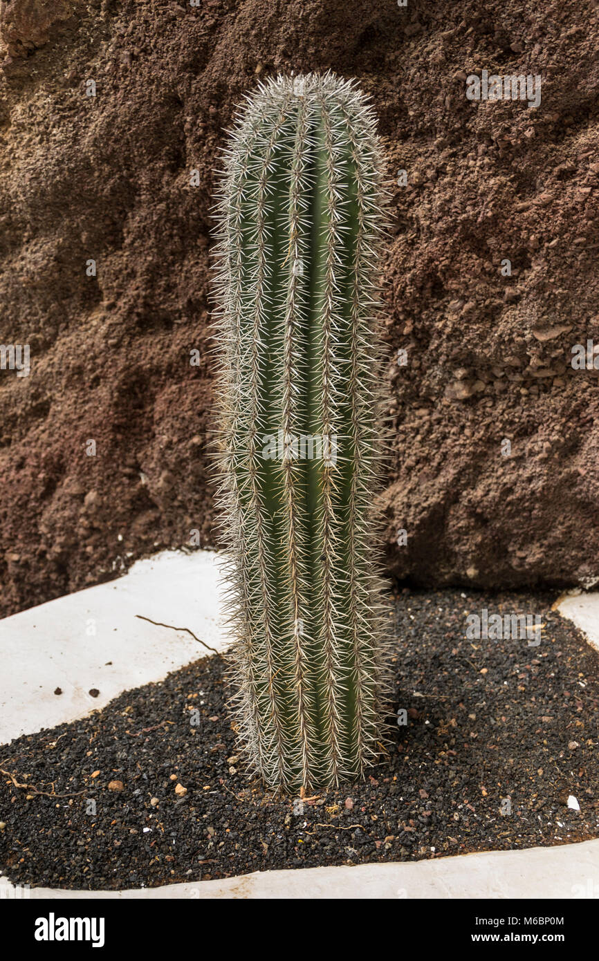 Cactus Lanzarote isole Canarie. Spagna Foto Stock