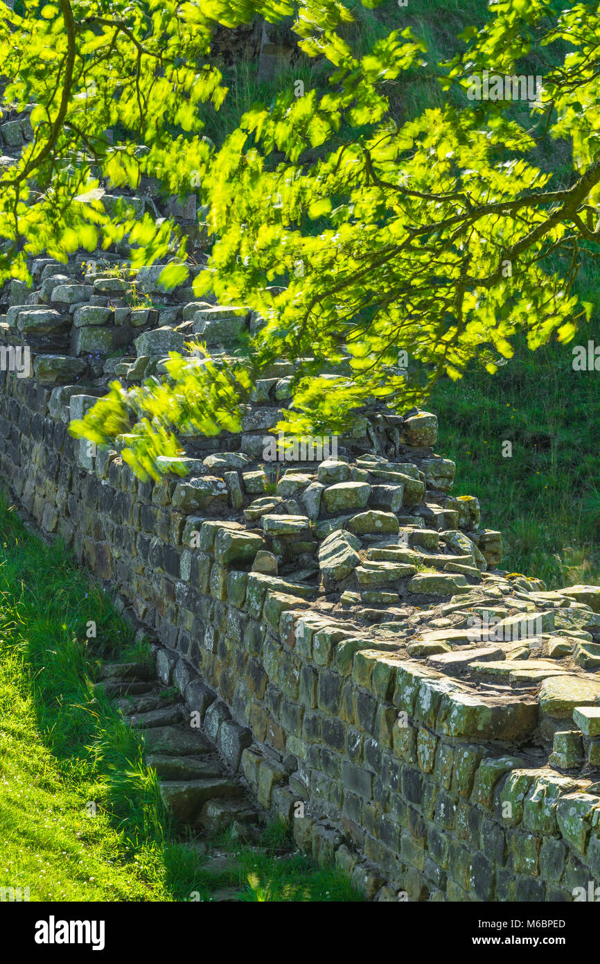 La retroilluminazione delle foglie di acero in acero Gap, il vallo di Adriano, parco nazionale di Northumberland, Inghilterra Foto Stock
