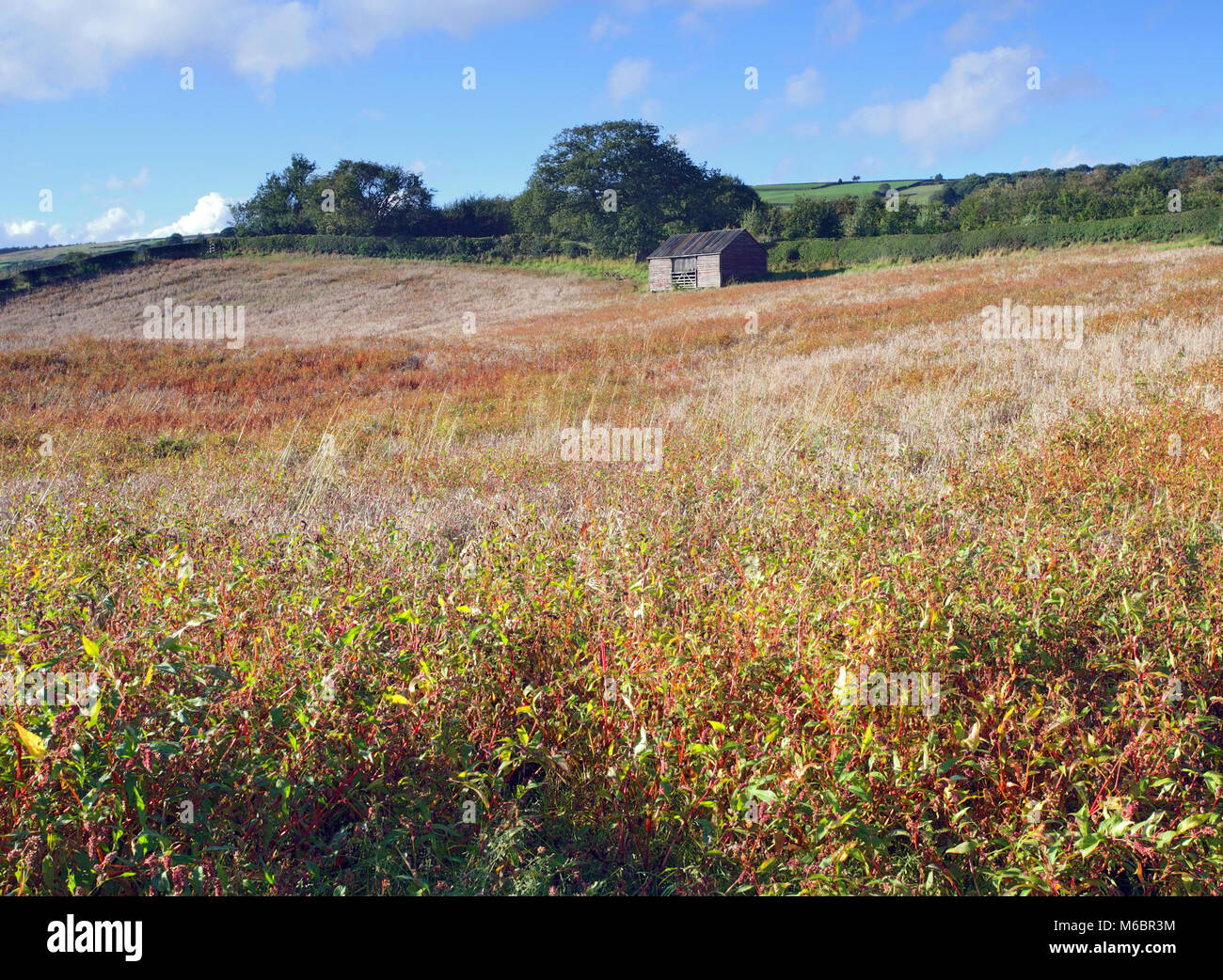 Una tarda estate vista di un colorato fieno prato in North York Moors National Park. Foto Stock