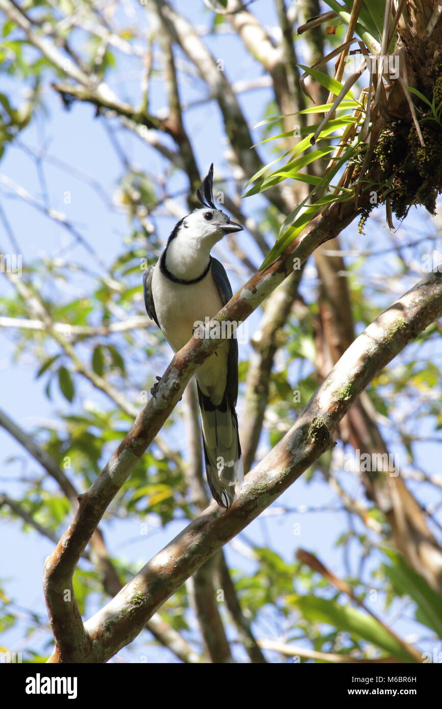 White throated Magpie Jay Foto Stock