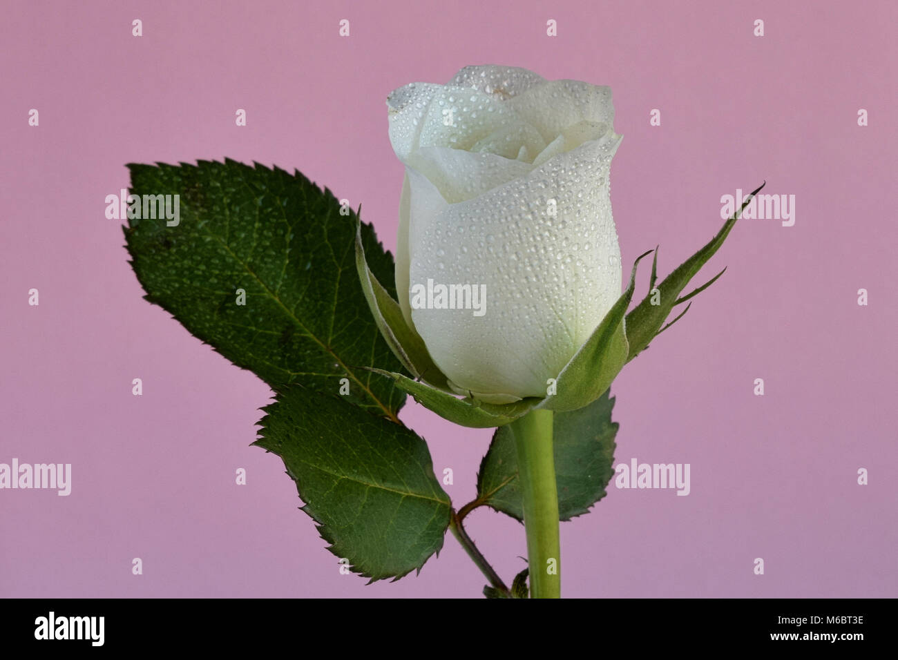 La rosa bianca e foglie colmi di acqua contro un pallido sfondo rosa Foto Stock